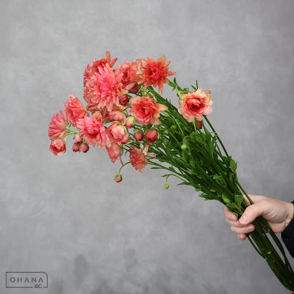 ラナンキュラス　エリス　Ａ 60cmﾗｯｸｽ