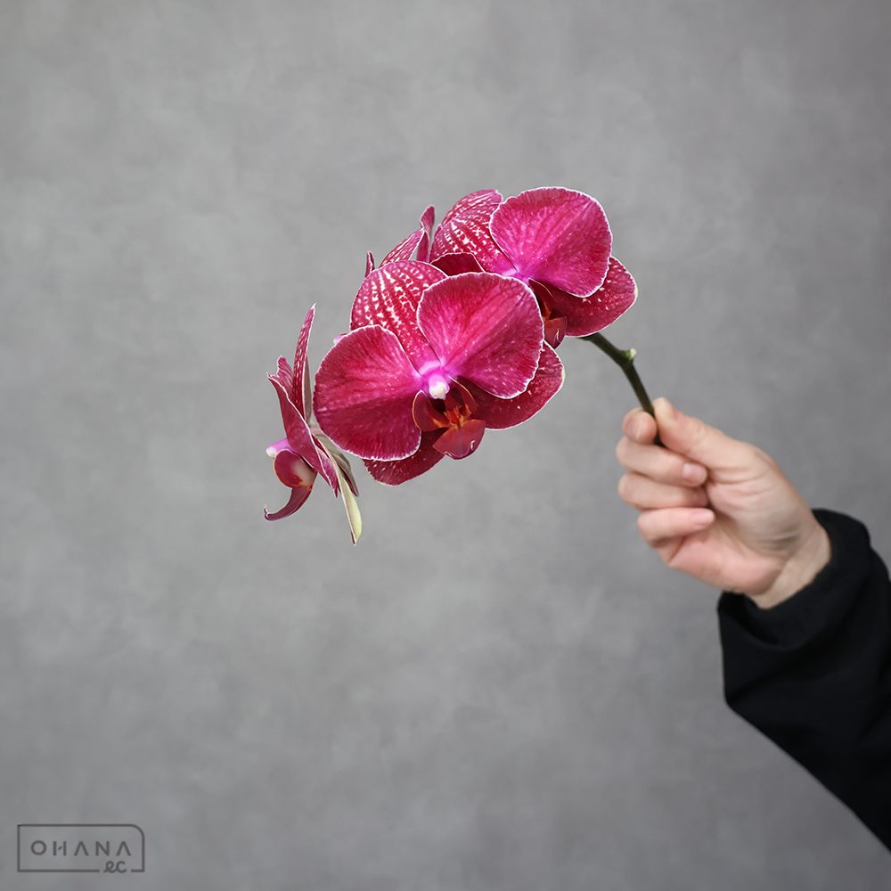 ミディコチョウラン　タイダソリュー　優