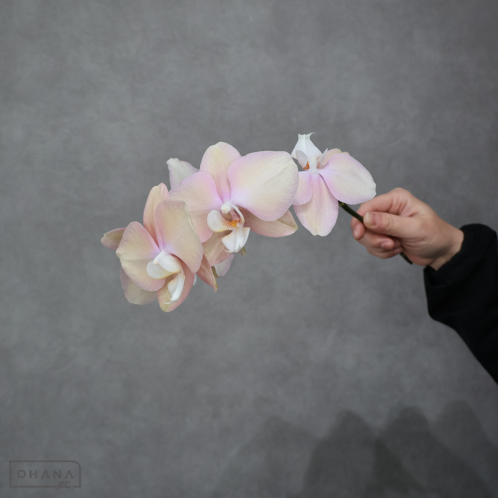 【SALE】ミディコチョウラン　デューク　優　※クレーム対象外