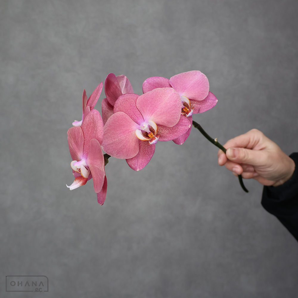 ミディコチョウラン　レッドルージュ　秀