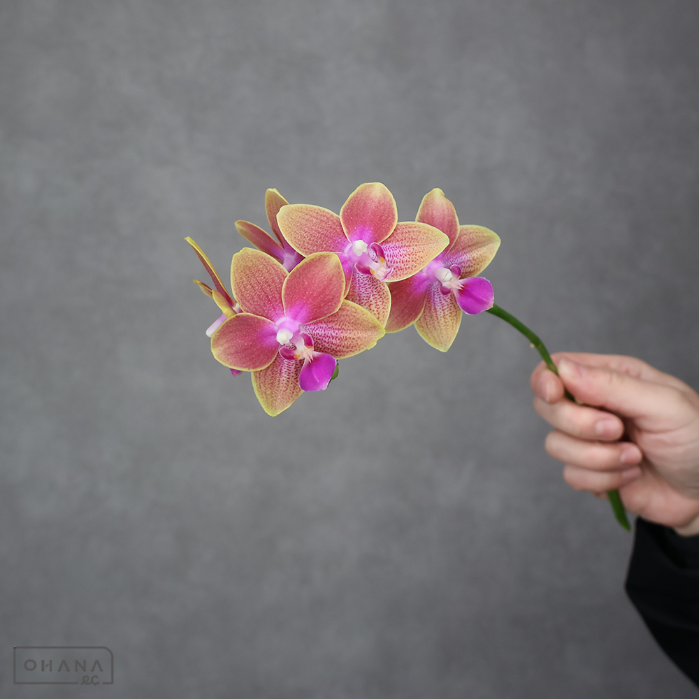 【SALE】ミディコチョウラン　ドロップ　秀　※クレーム対象外