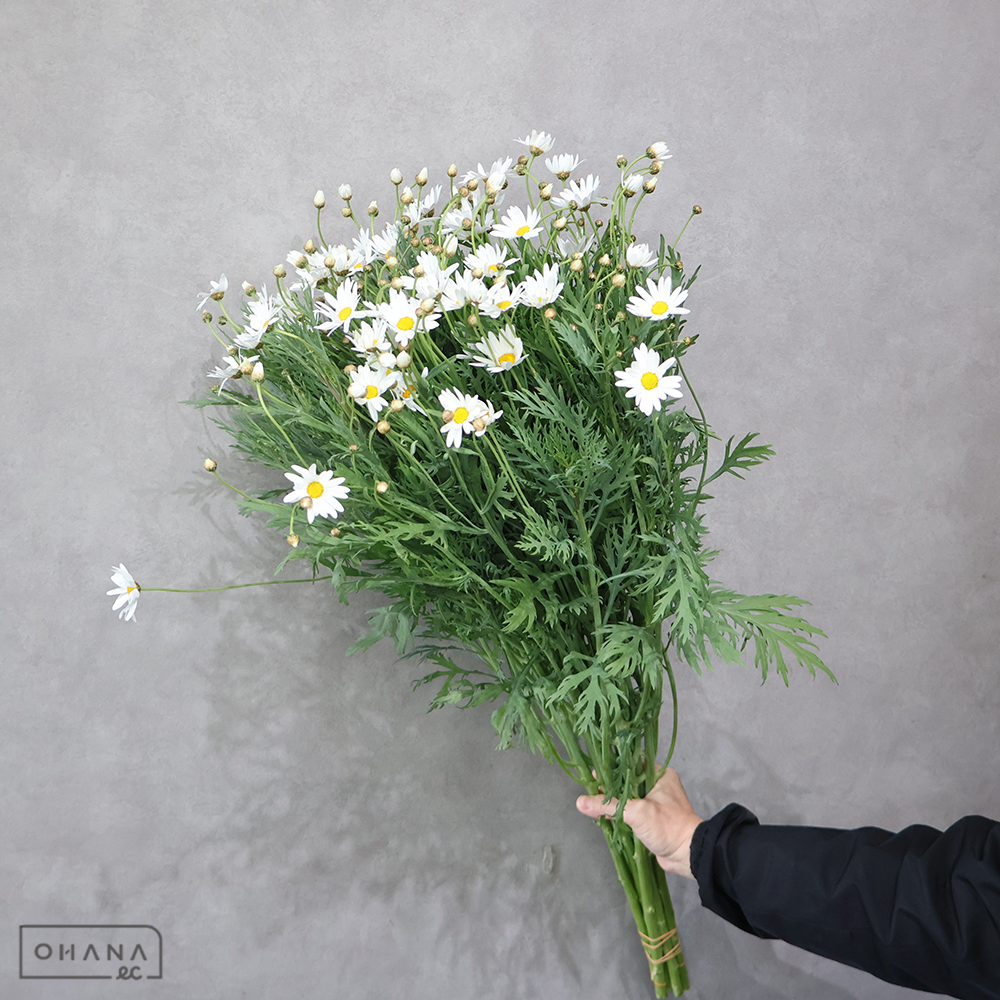 マーガレット　　 80cm ※ボリュームあり！