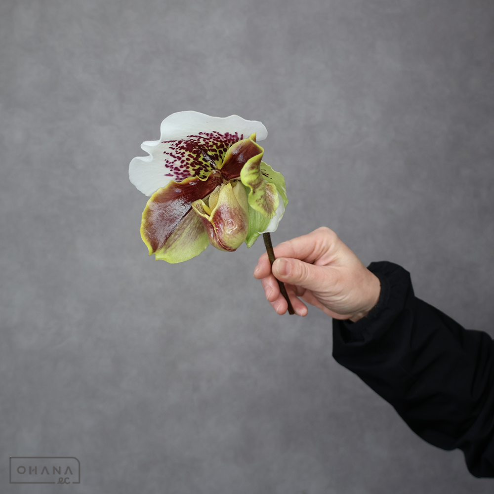 パフィオ ペデュラム 白赤リップ ※5本束　 25cm 花径11-14cm