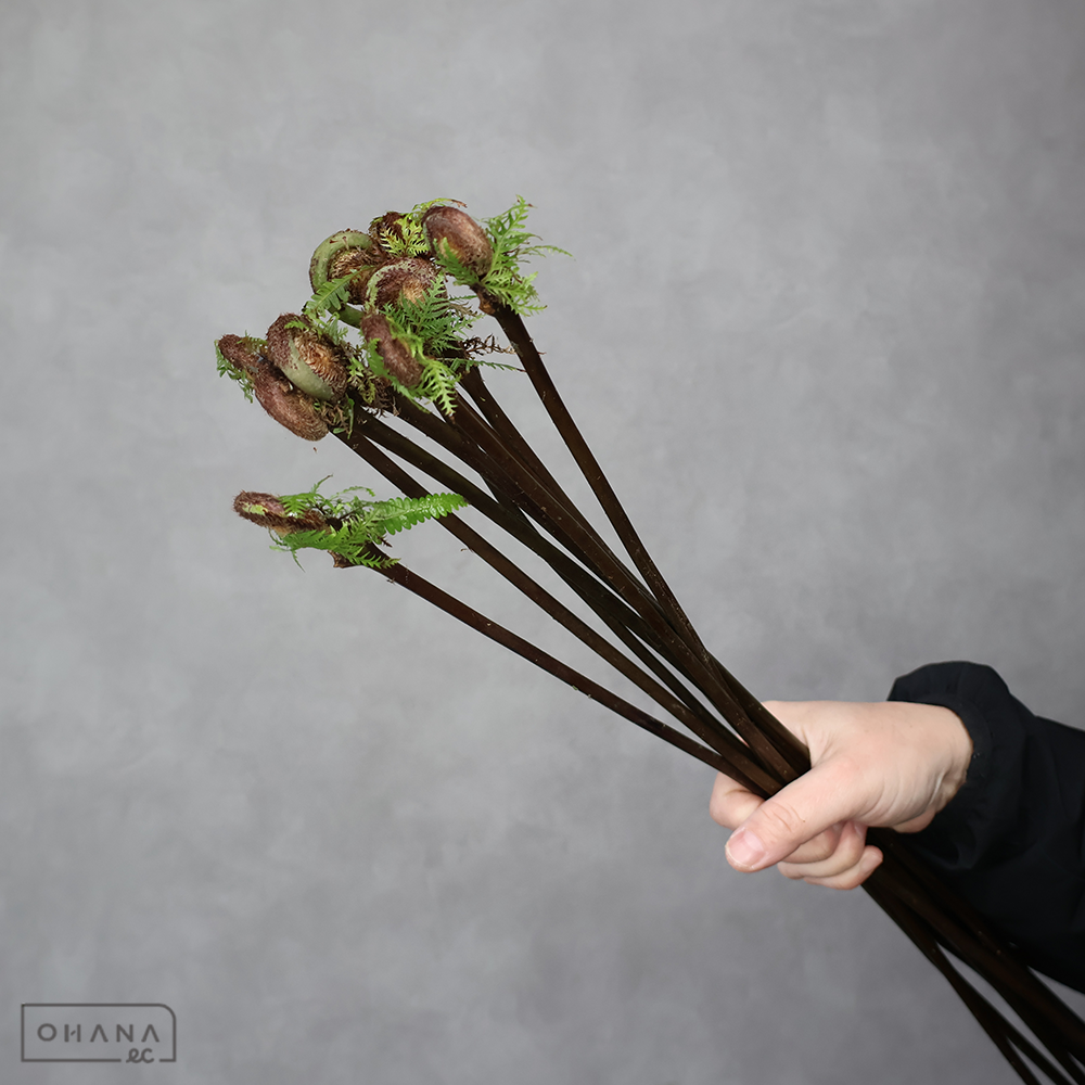 ゼンマイ　　 65-60㎝