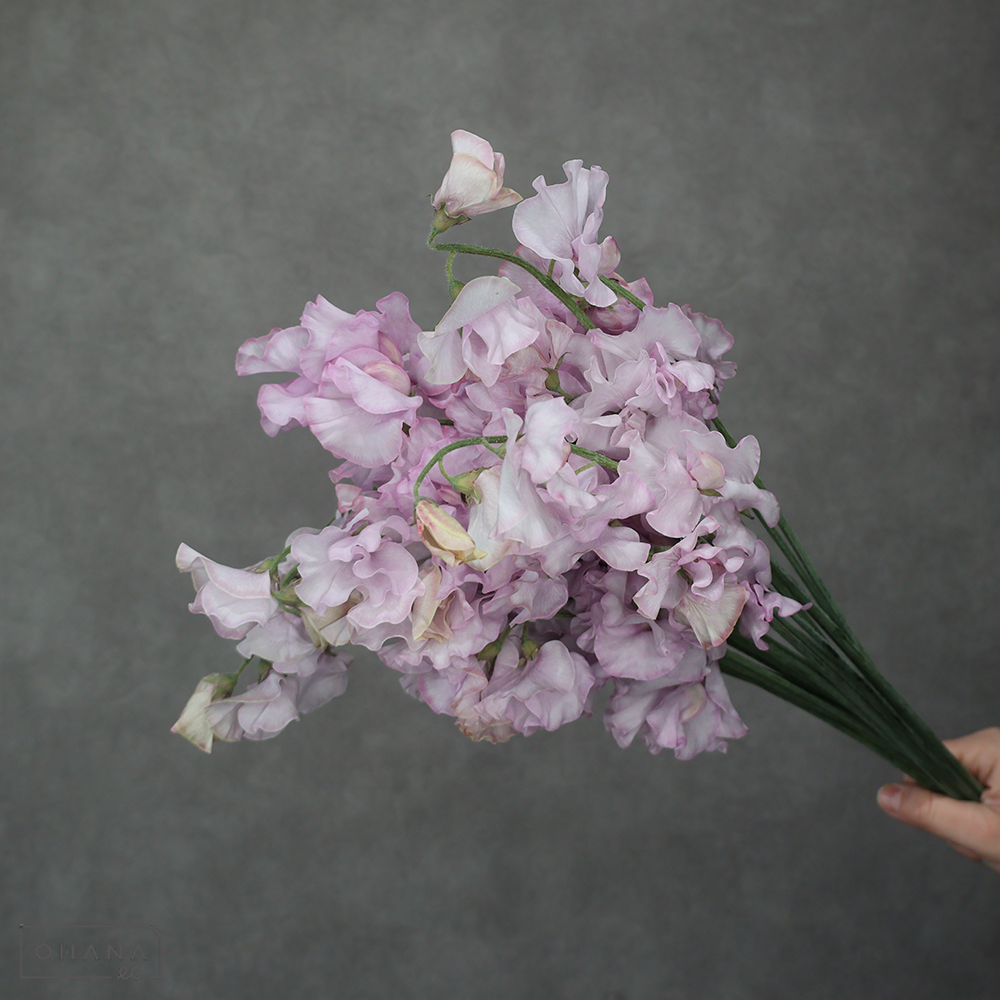 スイートピー　ピンクモーメントスカイ　２Ｌ ４Ｐ