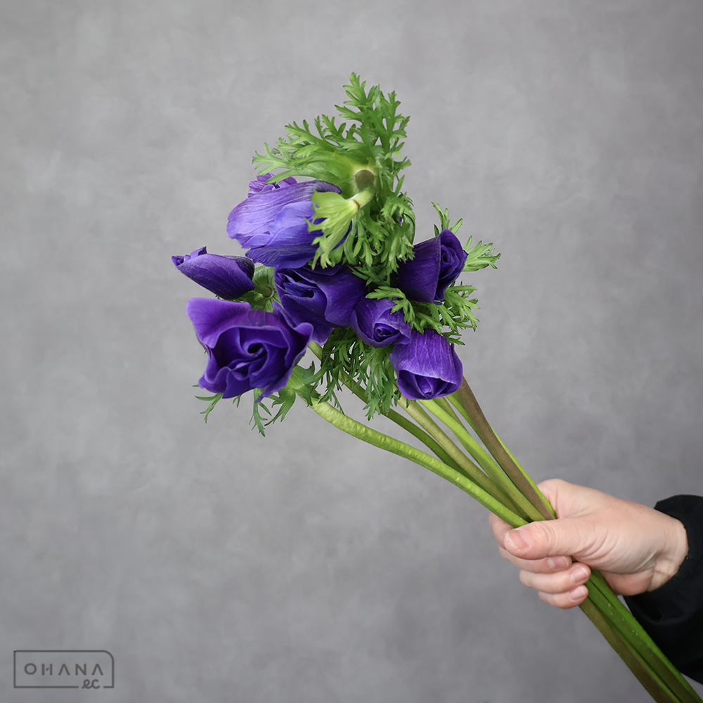 アネモネ　メロンB　秀 50cm