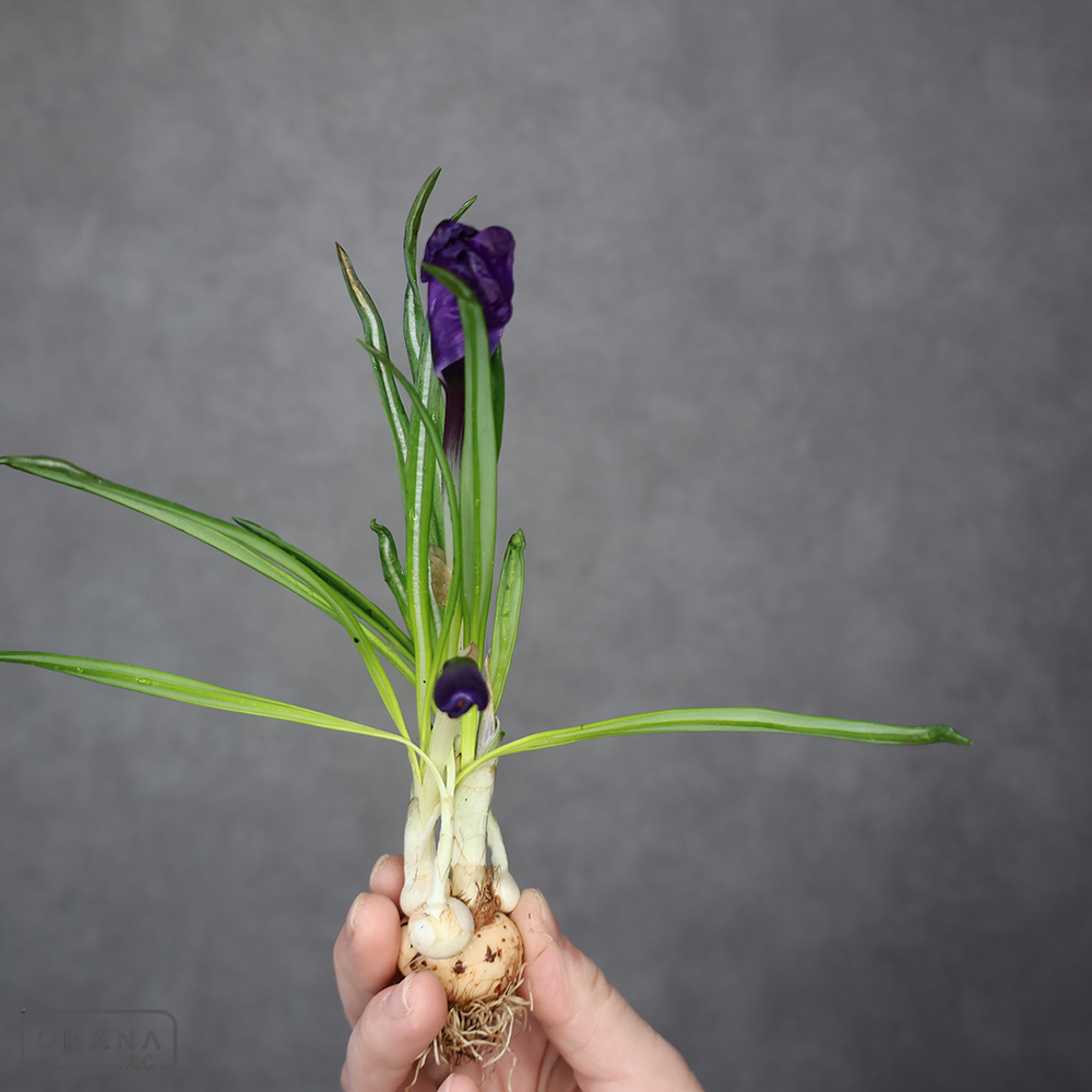 クロッカス　フラワーレコード 球根付　秀  ※咲き