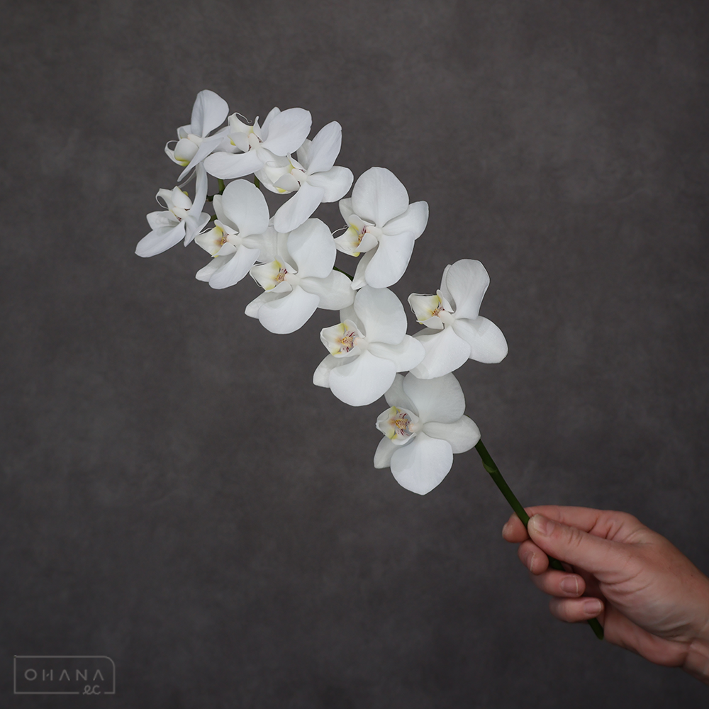 【SALE】ミディコチョウラン　アマビリス　※クレーム対象外