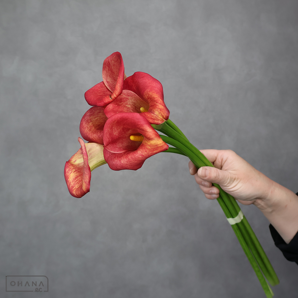 カラー　ローズアラート　M