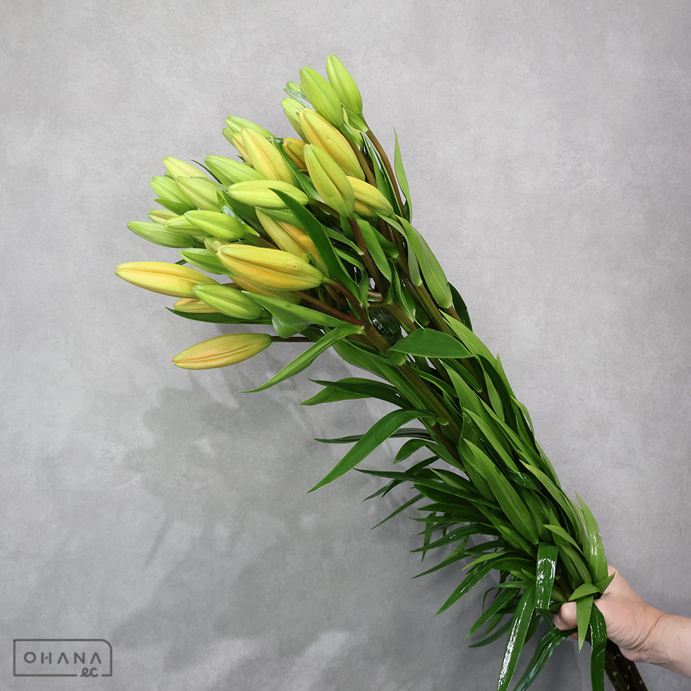 ＬＡユリオレンジ　エレモ　 90cm 4輪