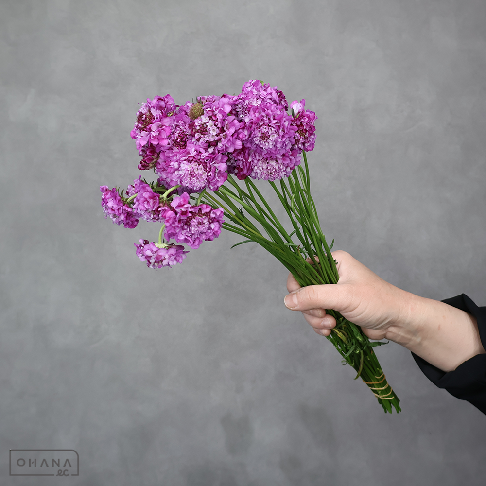 【SALE】スカビオサ　ナナオーキッド　 35cm　※クレーム対象外