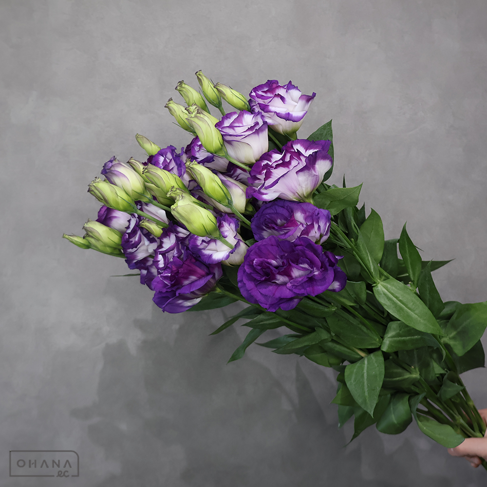 トルコキキョウパステル紫　渚Ｂ　秀 70cm ※ボリュームあり