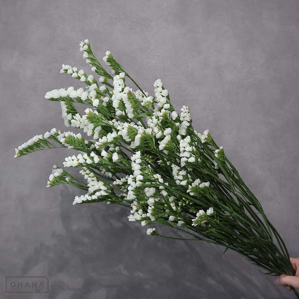 【SALE】スターチス　ファインパール　2L　※クレーム対象外