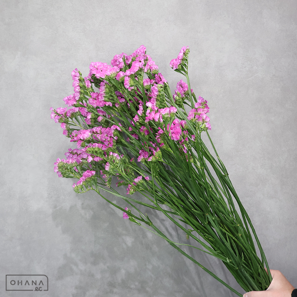 【SALE】スターチス　ビューティーピンク　2L　※クレーム対象外