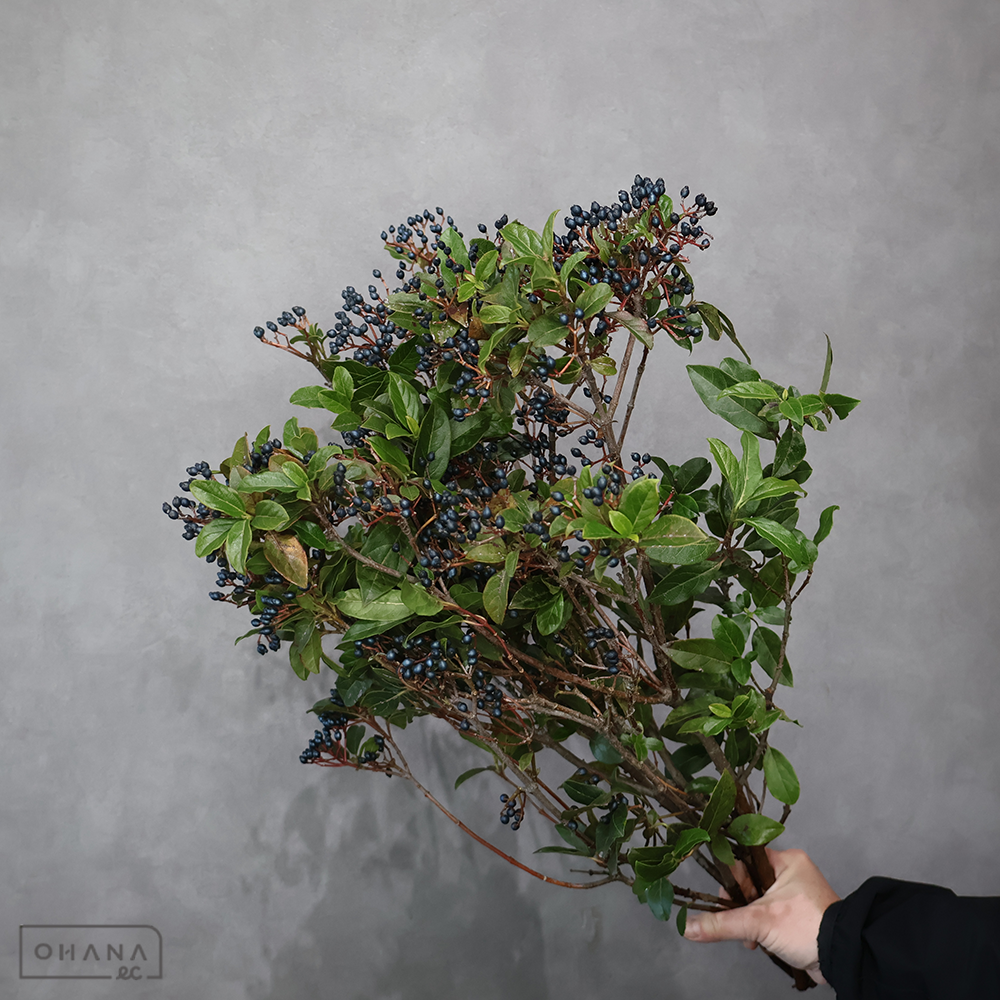 ビバーナム　ティナス　秀L