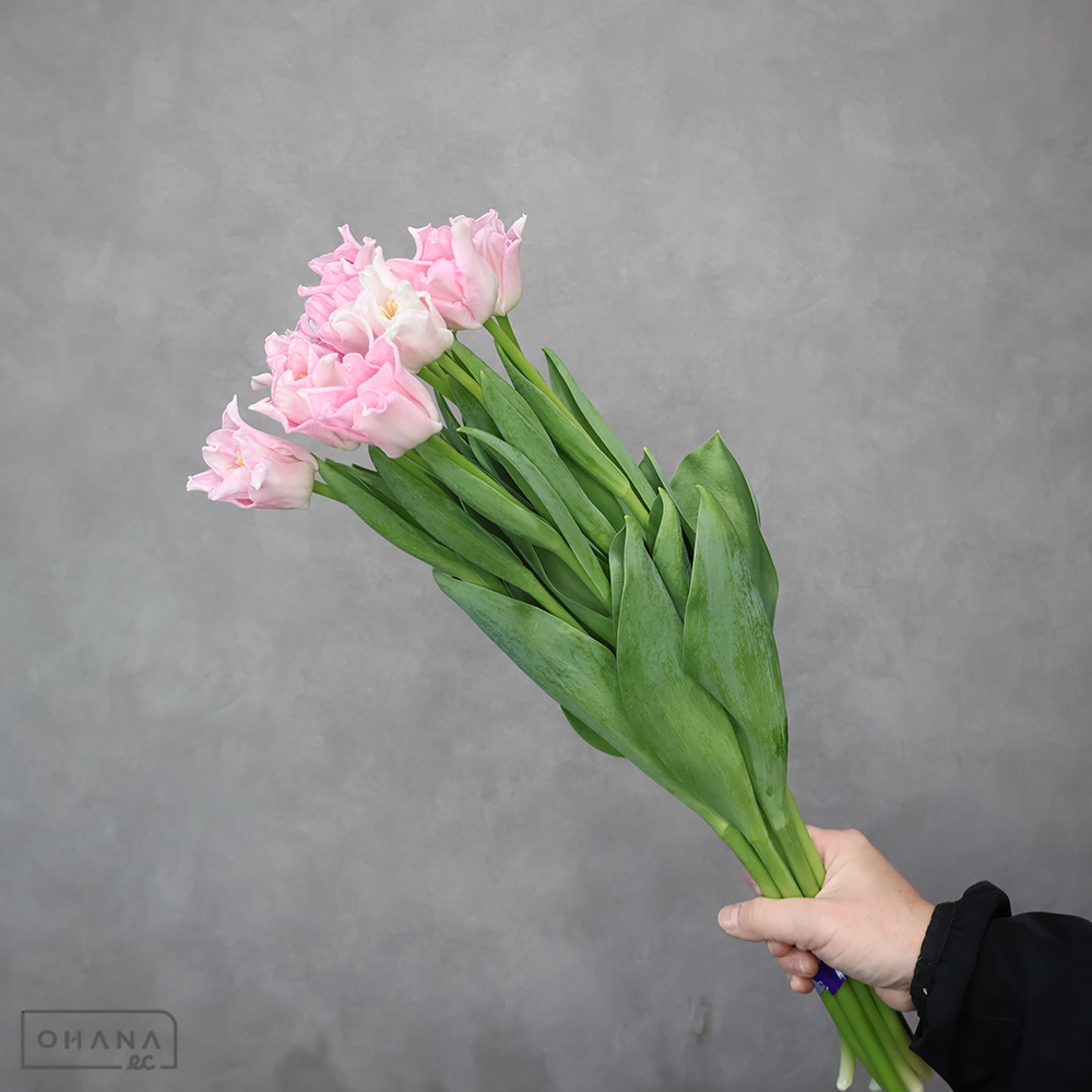 チューリップ　クラウンオブダイナスティ　秀2L