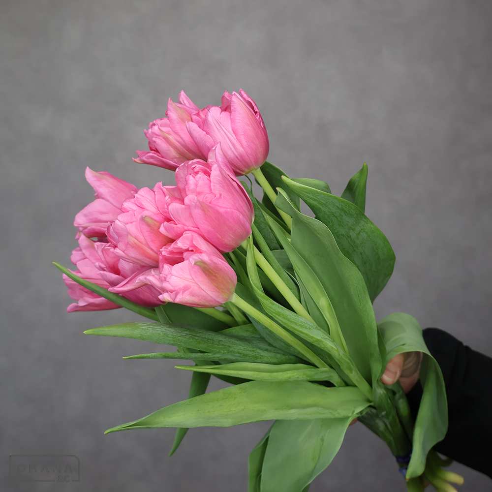 チューリップ　ママミーア　秀L 　※咲き気味