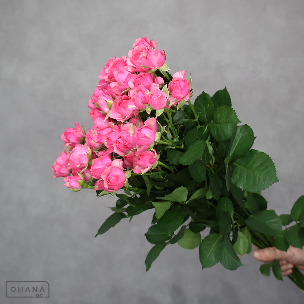 ＳＰバラ　ワルツフォーデビィ　 60cm