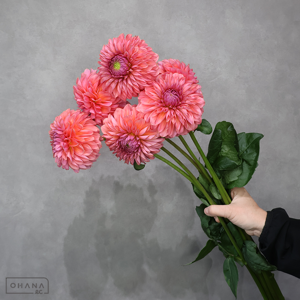 ダリアオレンジ　アプリコットローザ　秀優 60cm