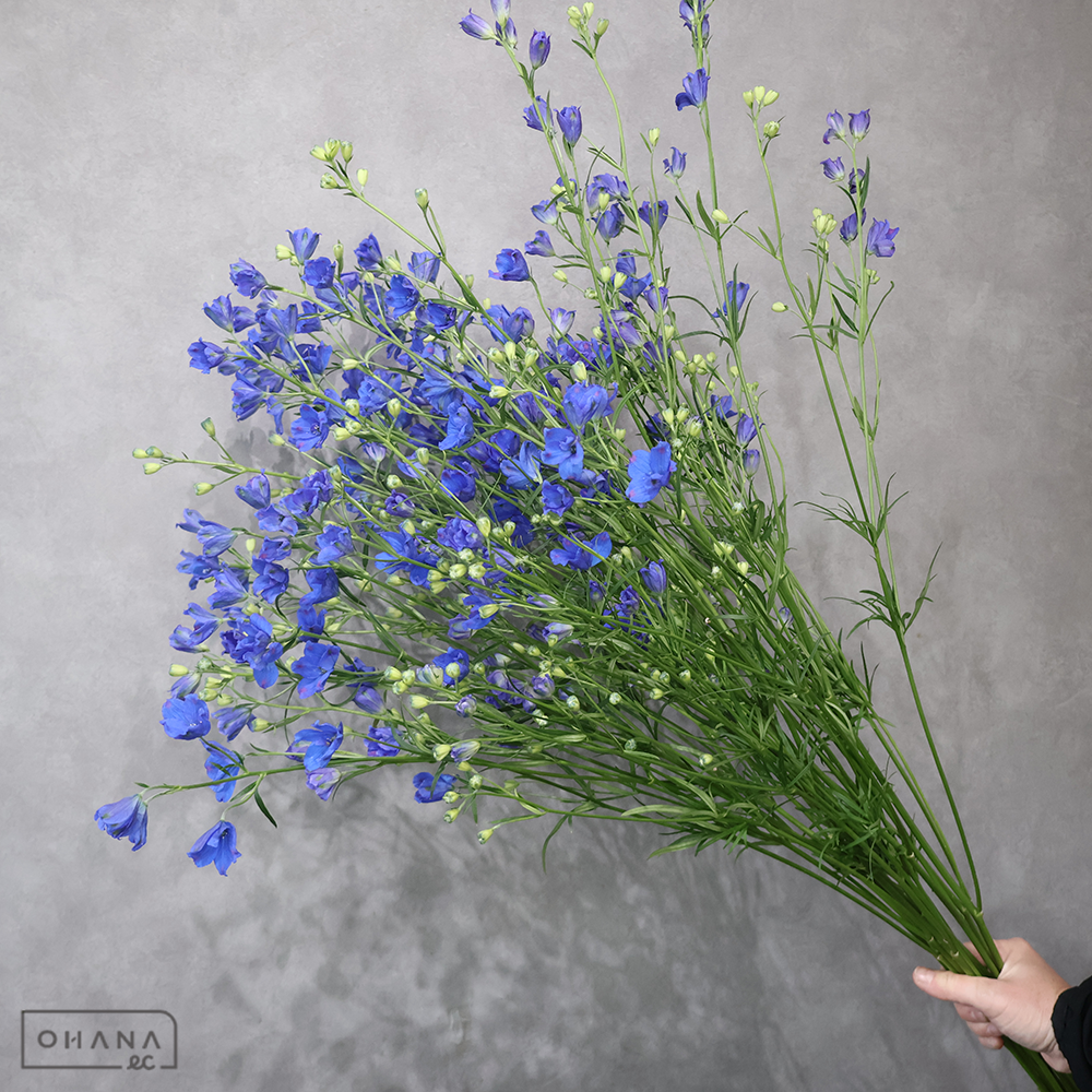 デルフィシネンシス青　スーパーグランブルー　秀 80cm ＳＰ