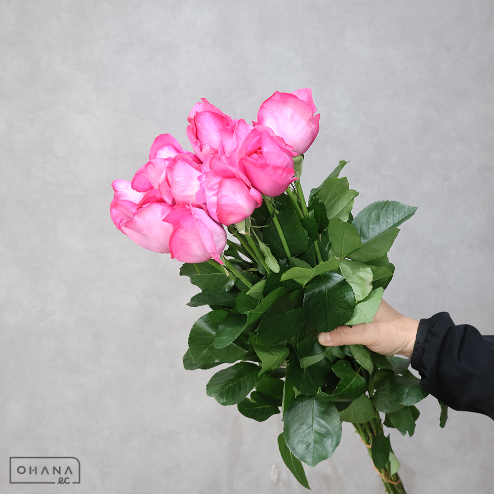 バラ MIX ⑤　70-60