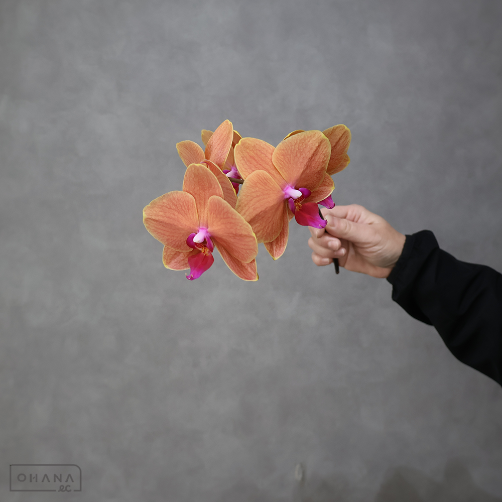 ミディコチョウラン　もみじ　秀