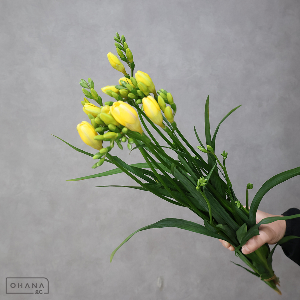 フリージア黄　アラジン　60cm