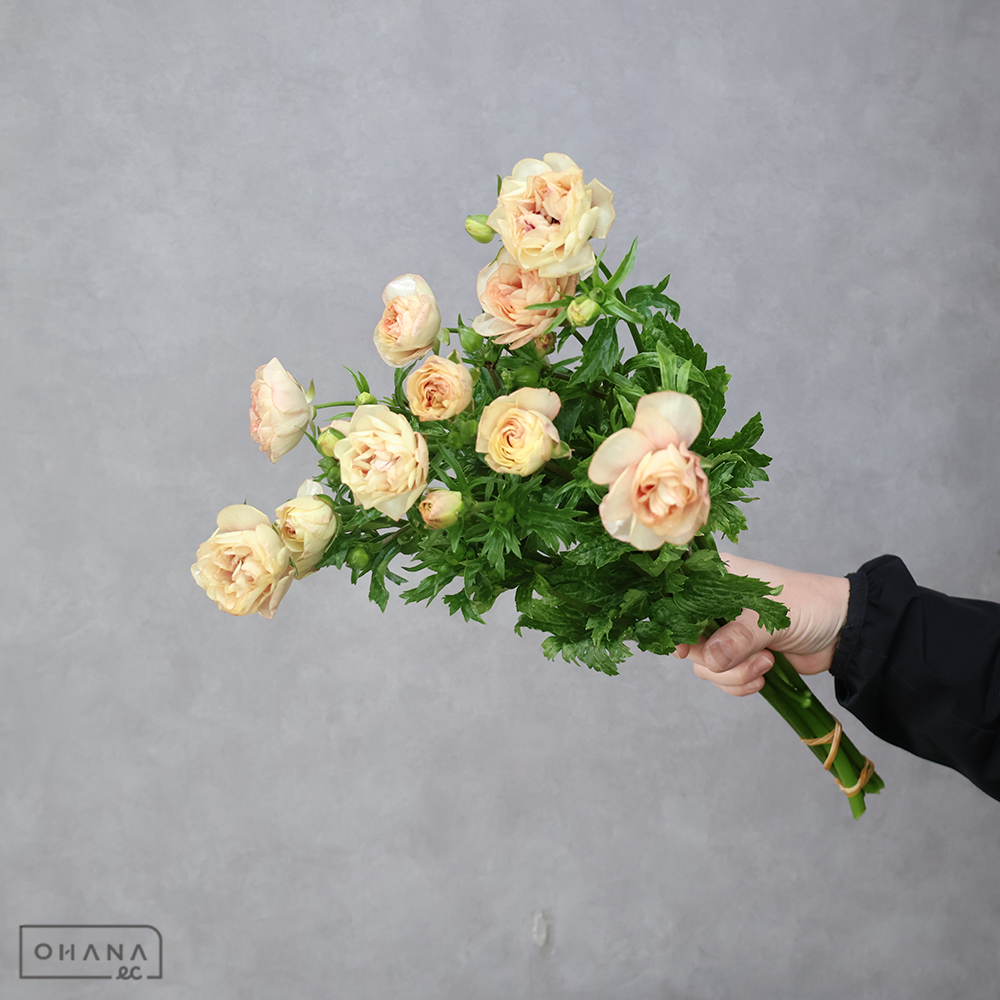 ラナンキュラス　ラックス ヘスティア　秀 40cm