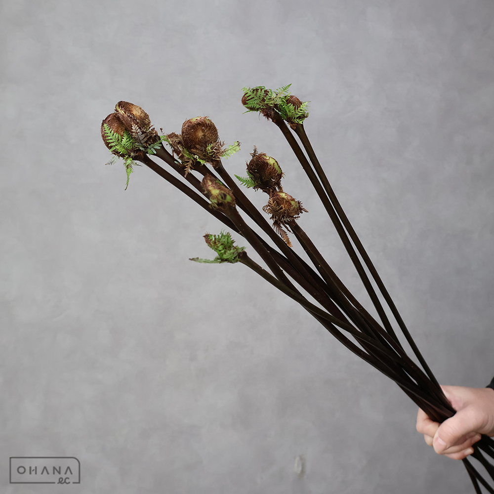 ゼンマイ　※9本束　 65-60㎝