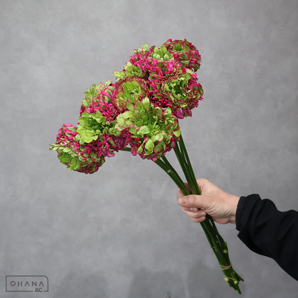 ラナンキュラス　ポンポン　アラジン 秀 70-50 花7-10cm