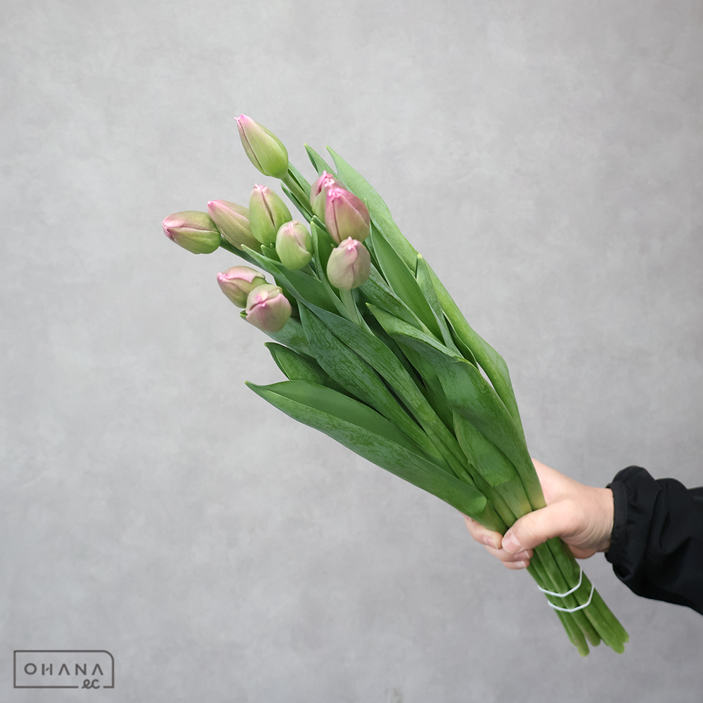 チューリップピンク　モスニ 秀2L