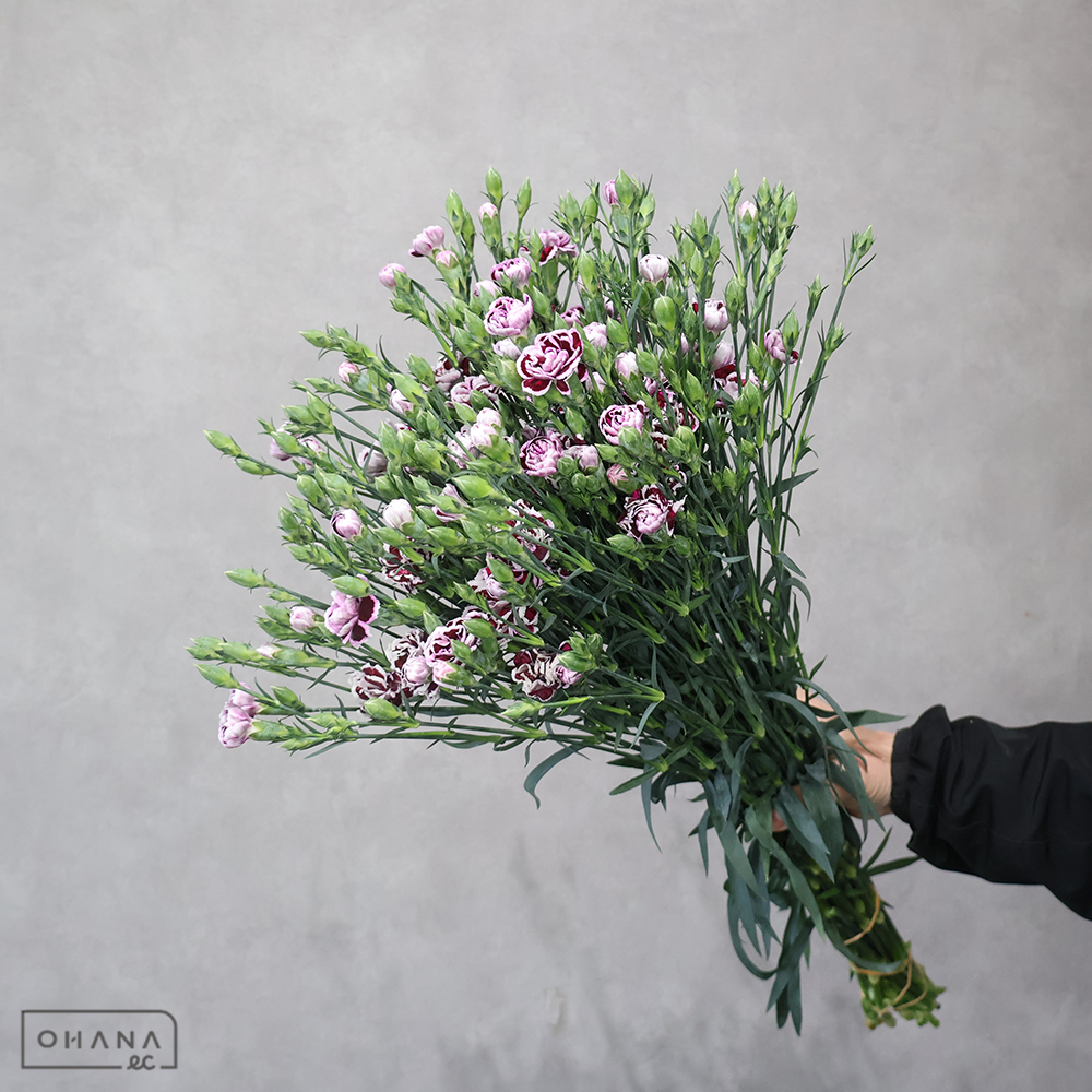 ダイアンサス　ソネットブラックジャック※9本束 秀 55cm