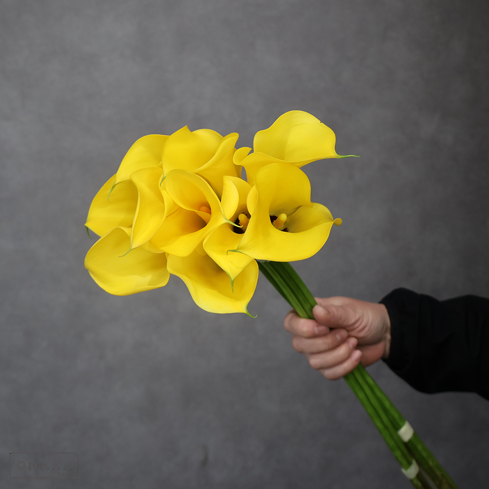 カラー黄　レオ S 50-40