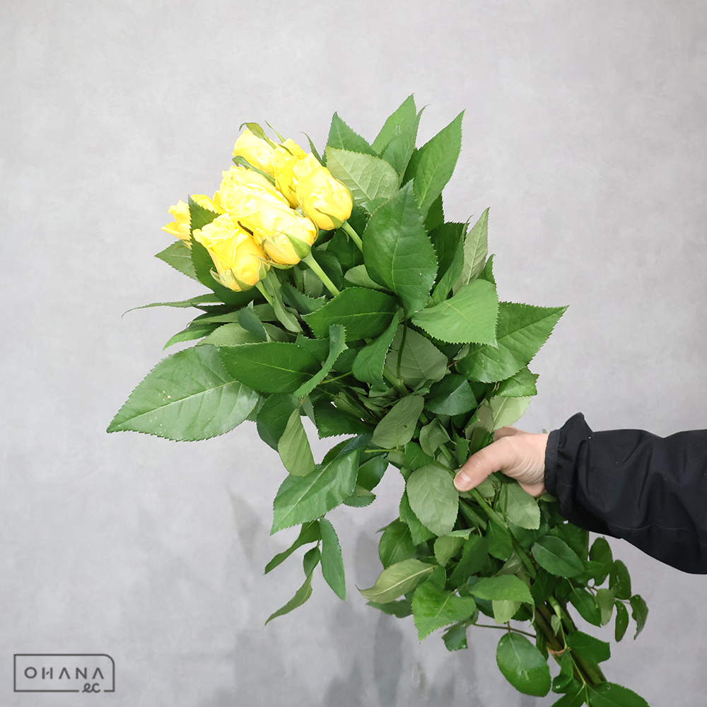 バラ黄　ソラーレ  65cm