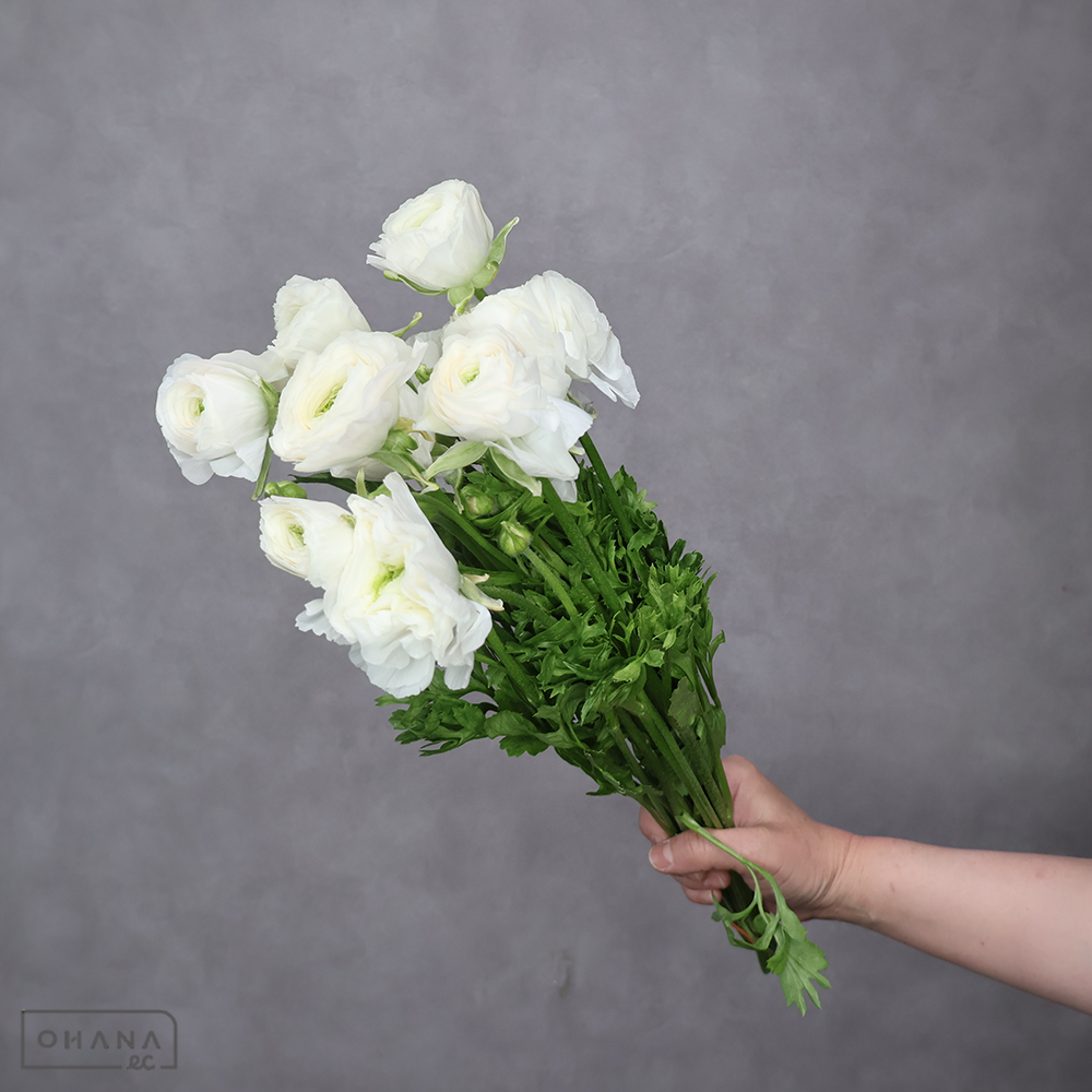 ラナンキュラス　モンタンベール　L