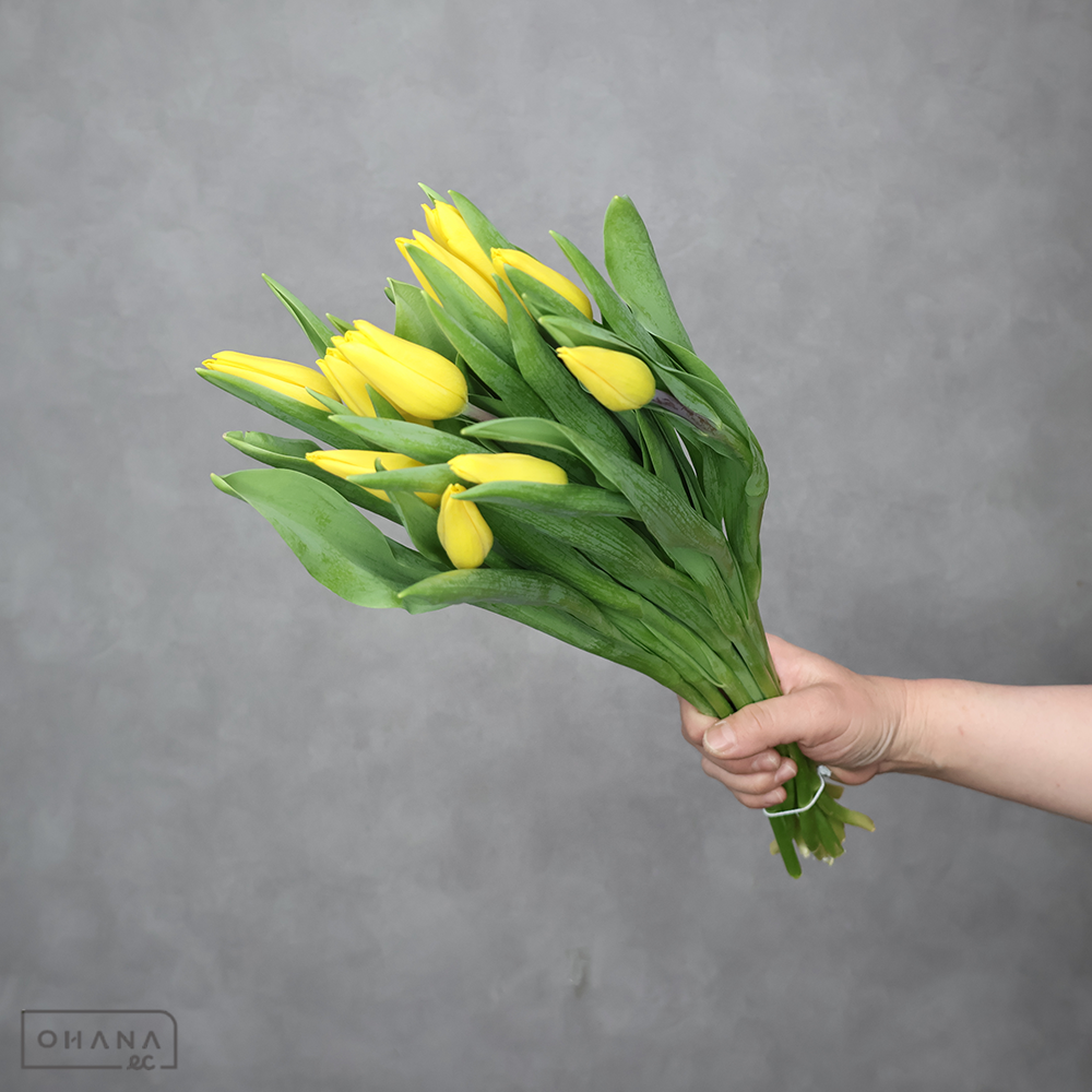 チューリップ　ストロングゴールド　秀2L