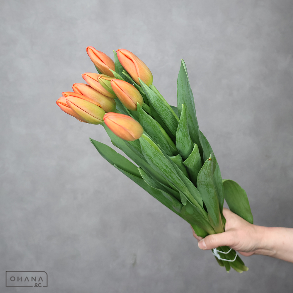 チューリップ　オレンジジュース　秀2L