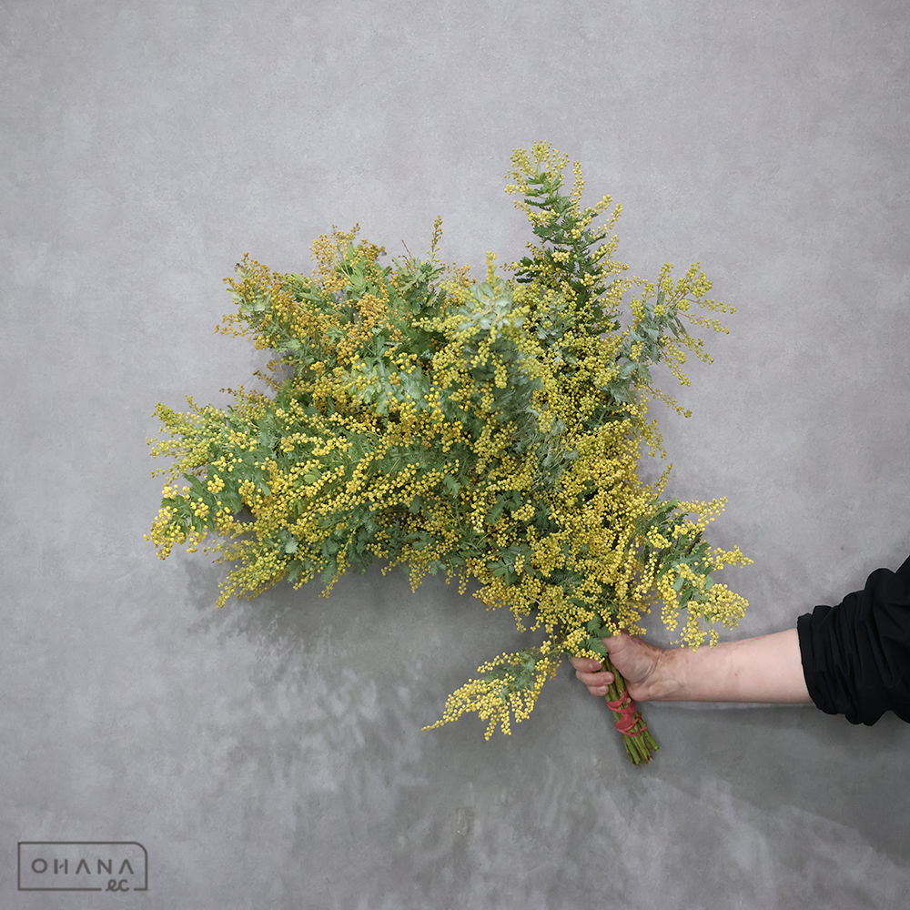 アカシア　銀葉アカシア　60cm