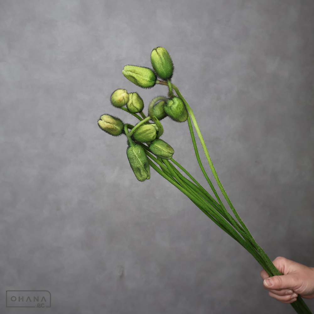 イタリアンポピー レインボーミックス　秀60CM