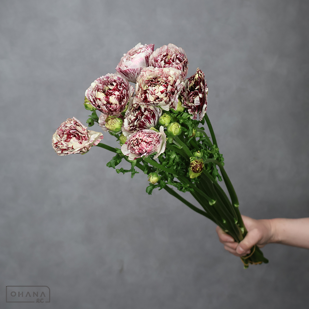 ラナンキュラス　ガルティエ　50cm