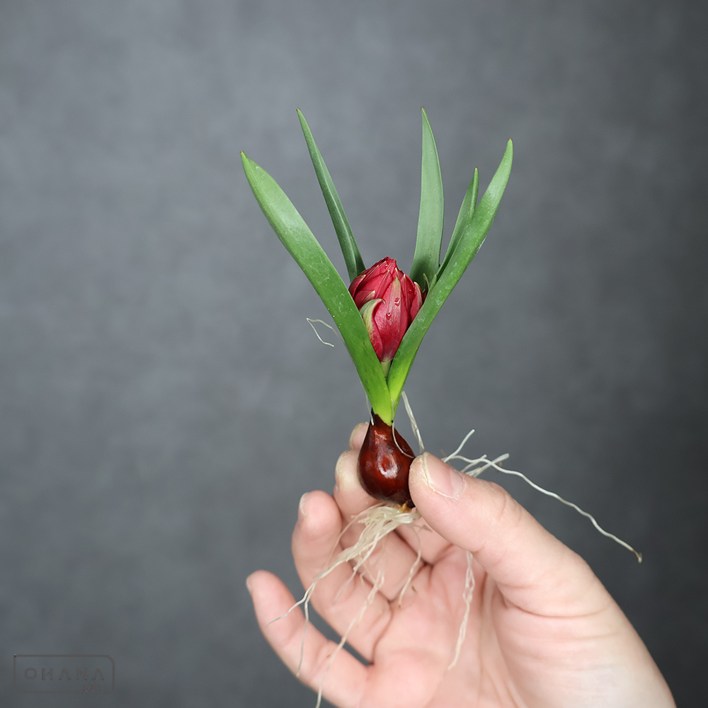 チューリップ　　テタテ　　秀 球根付