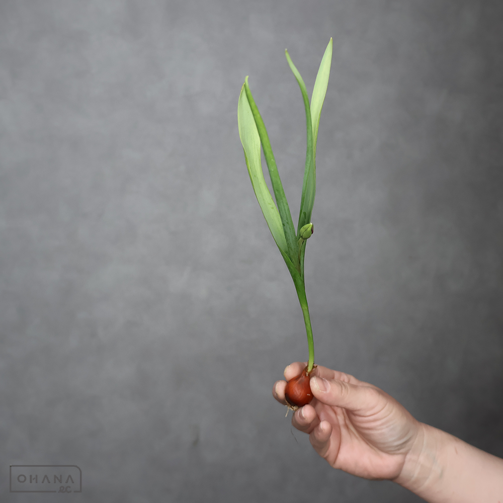 チューリップ　　ペジアンパール　秀 球根付