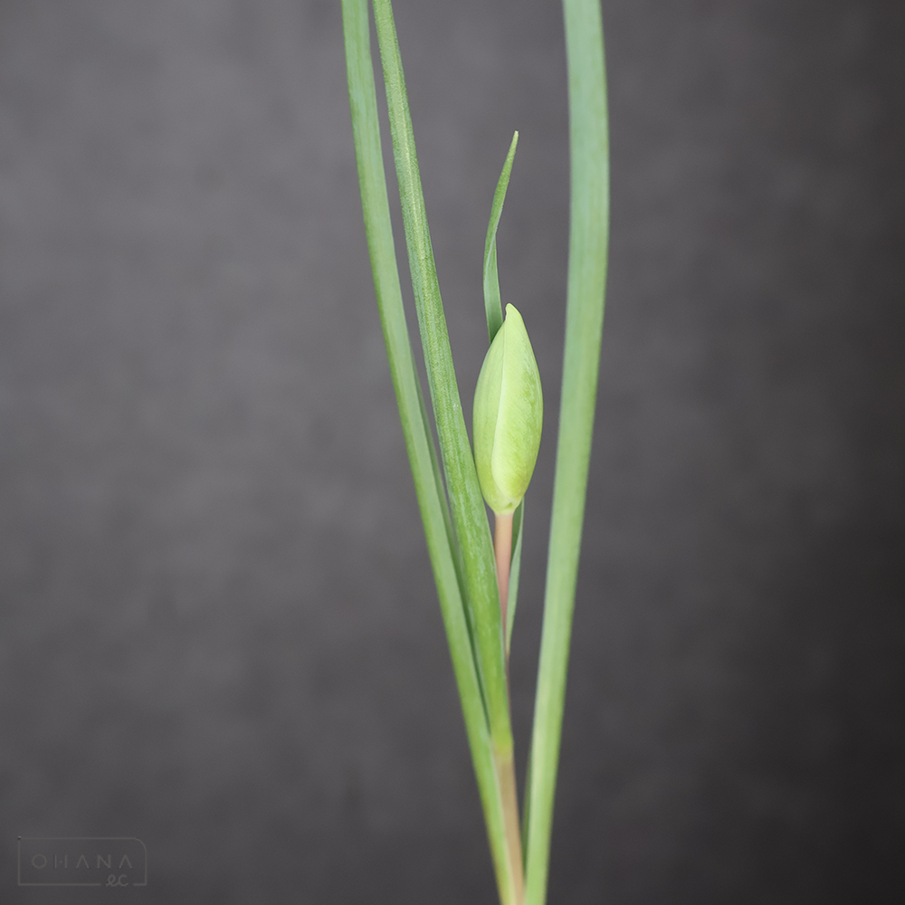 チューリップ　　シンシア　秀 球根付