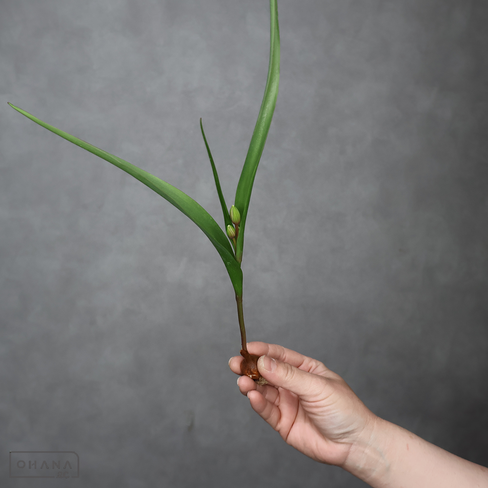 チューリップ　ヒルデ※6個　秀 球根付