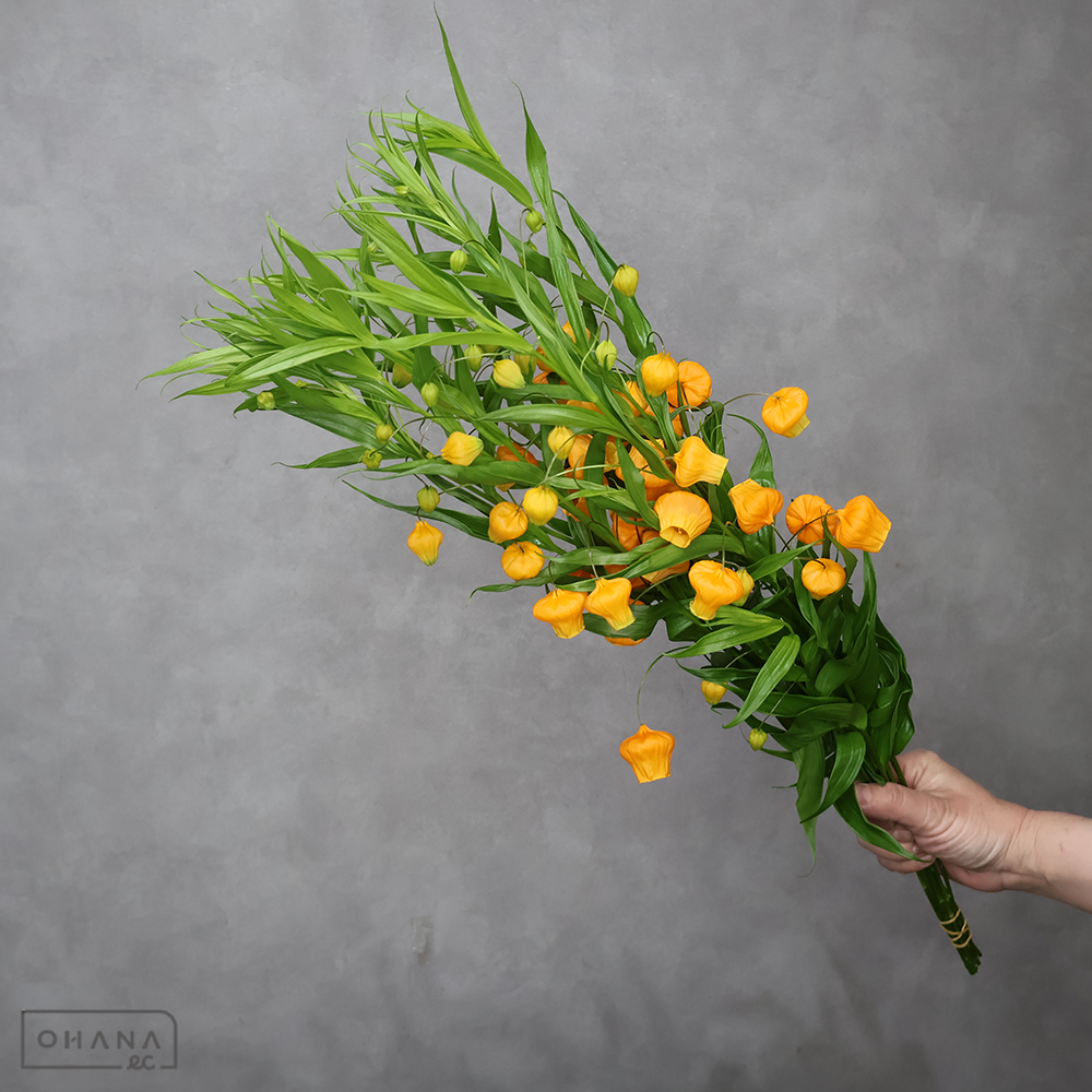 サンダーソニア　オーランチアカ　7-60cm