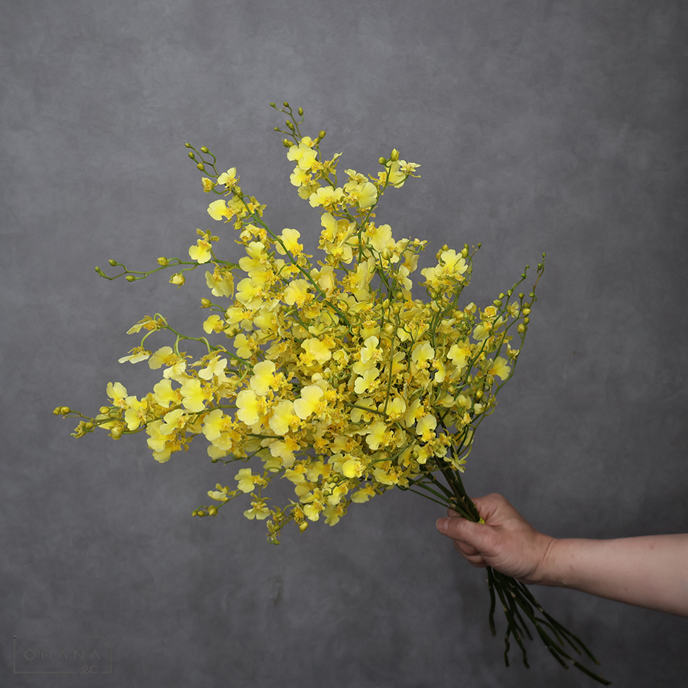 オンシジウム　エレナ　2L70cm