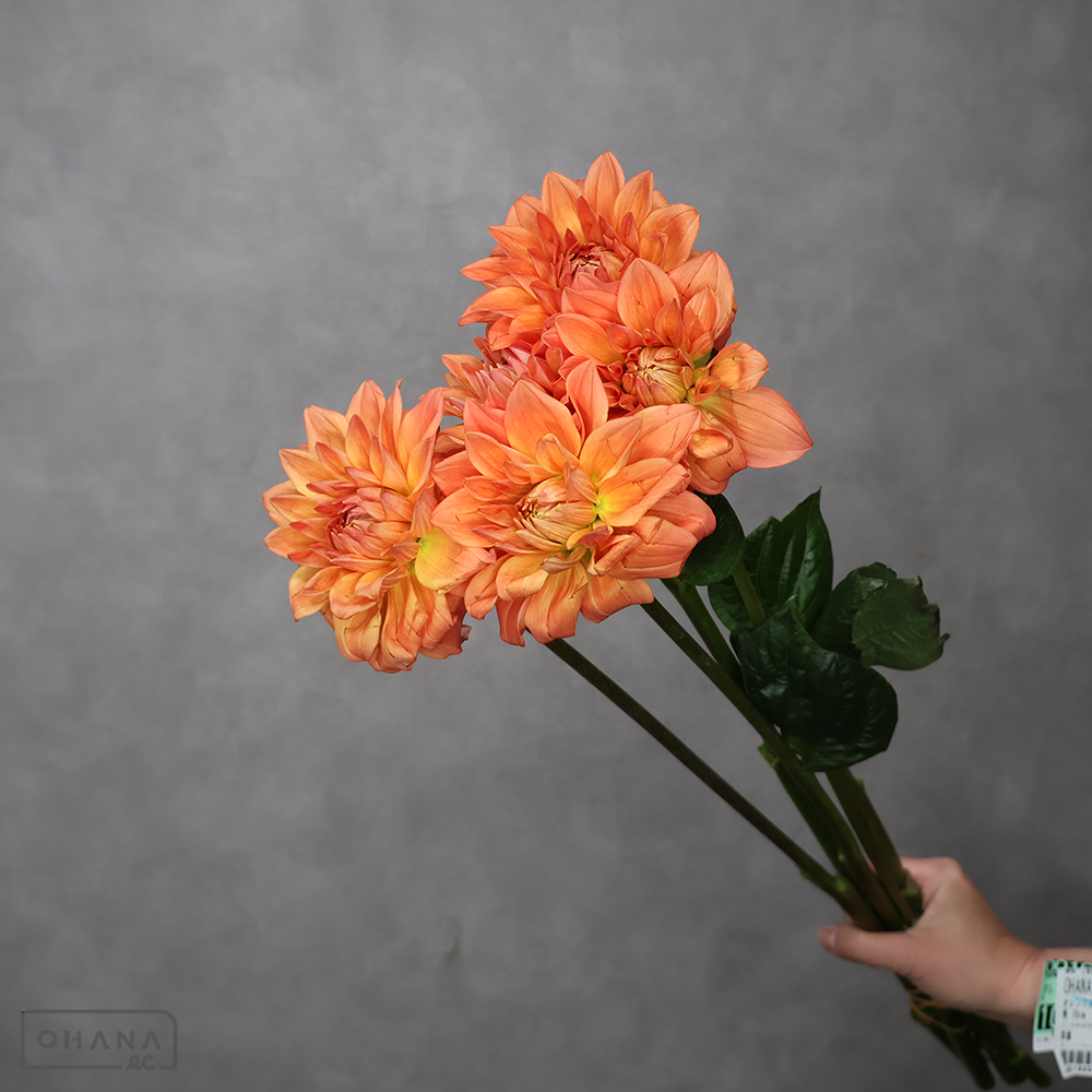 ダリア　オレンジストーン　秀70cm