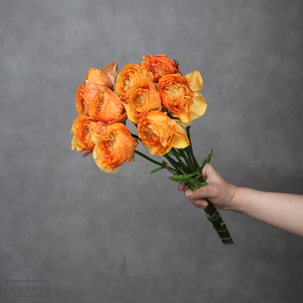 ラナンキュラス　オンフルール　50cm