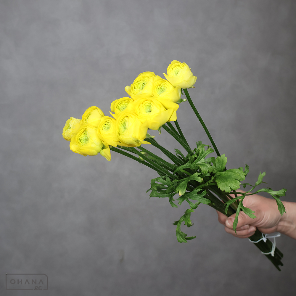 ラナンキュラス　キティラ　45cm