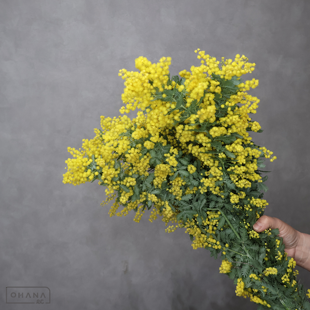 ミモザアカシア  　さきがけ　秀60cm